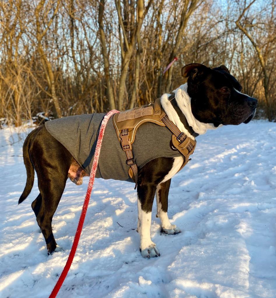 Enlarge Maddox, a Adoptable Pit Bull Terrier in Fall River, MA image 5/6
