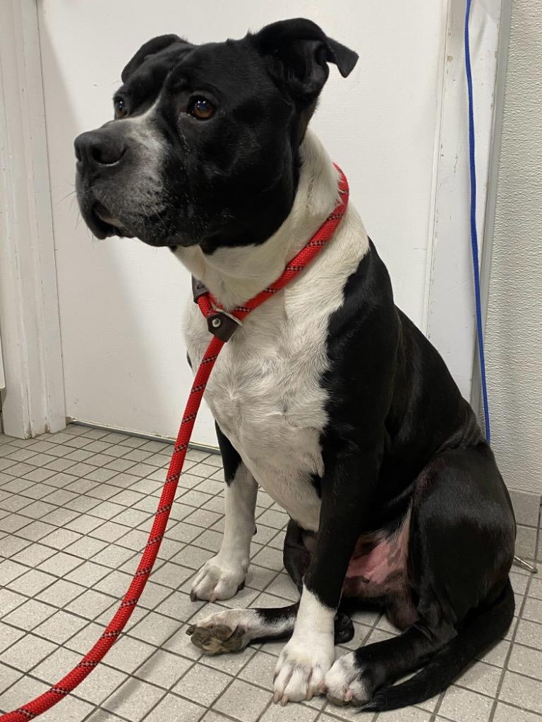 Enlarge Maddox, a Adoptable Pit Bull Terrier in Fall River, MA image 6/6