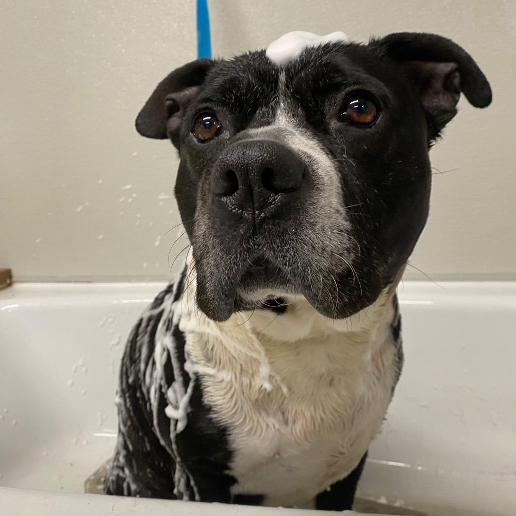 Enlarge Maddox, a Adoptable Pit Bull Terrier in Fall River, MA image 5/6