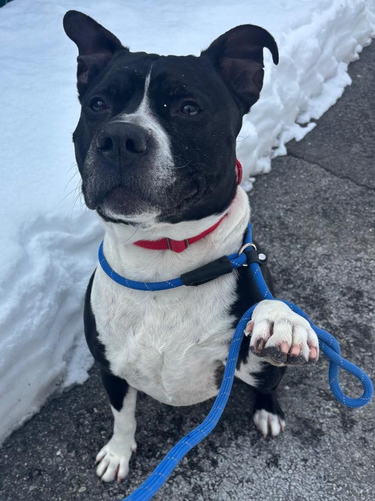 Enlarge Maddox, a Adoptable Pit Bull Terrier in Fall River, MA image 6/6