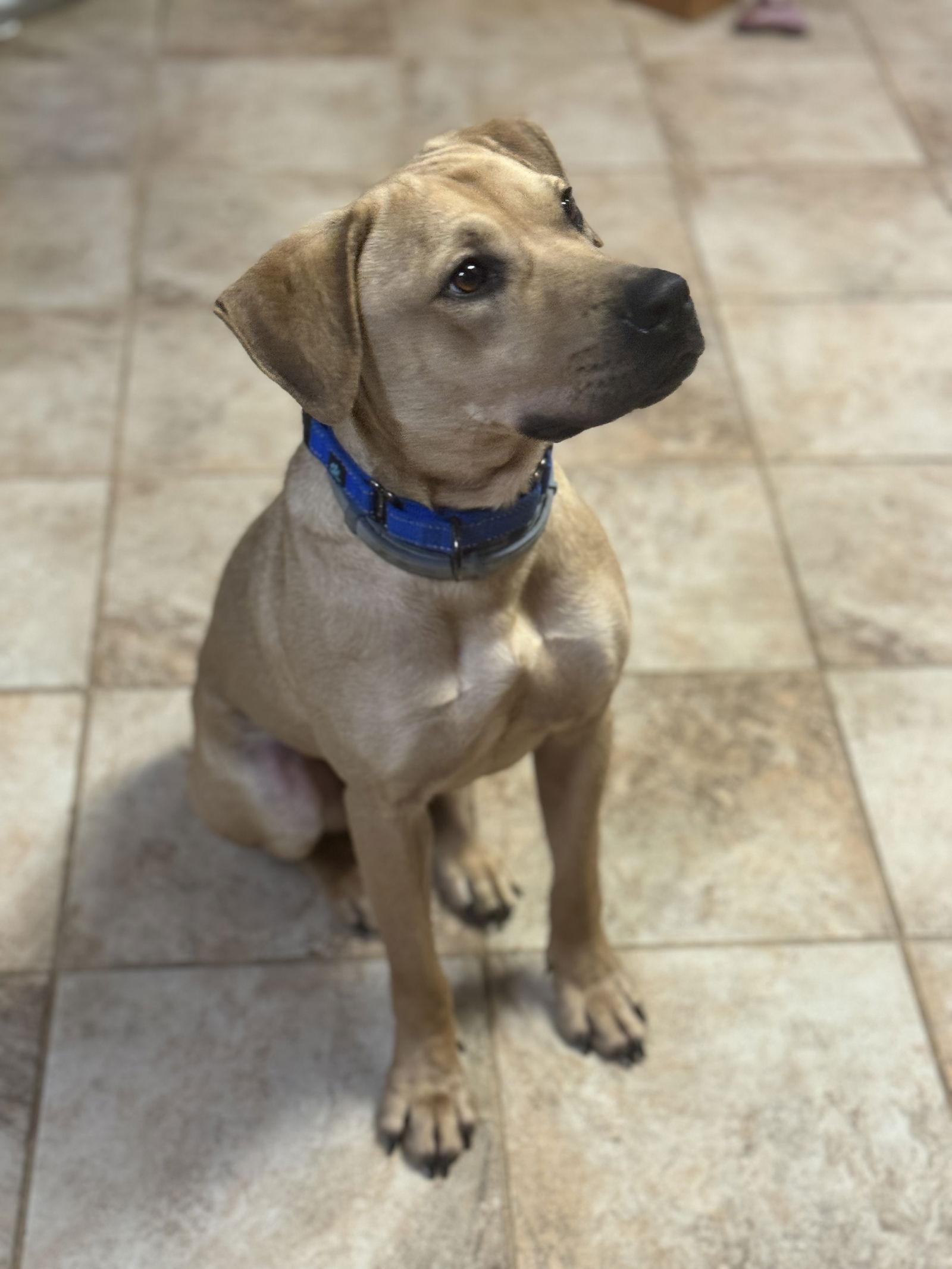 Enlarge Buzz Lightyear, a Adopted mixed breed in Munford, TN image 2/3