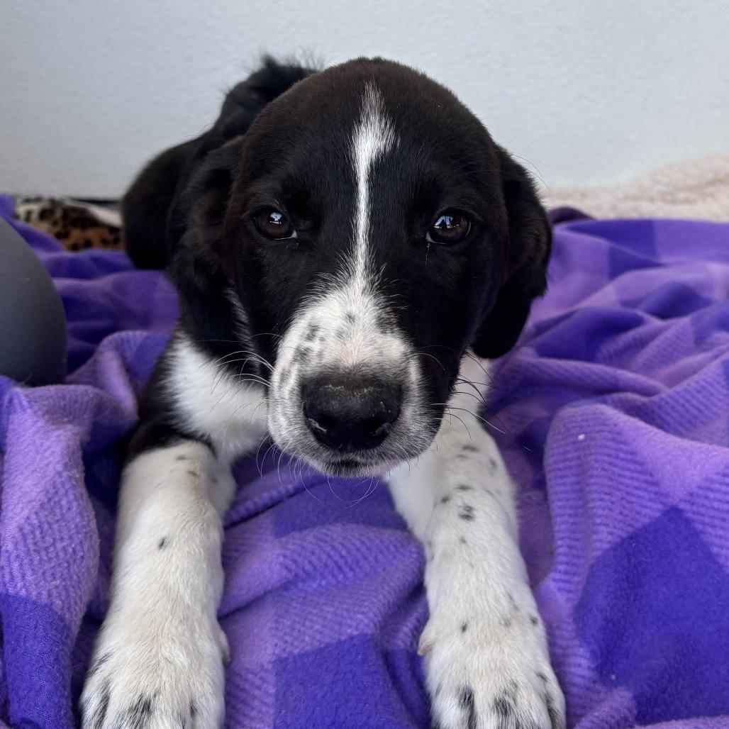 Enlarge Brooklyn, a Adoptable mixed breed in Dallas, TX image 1/1