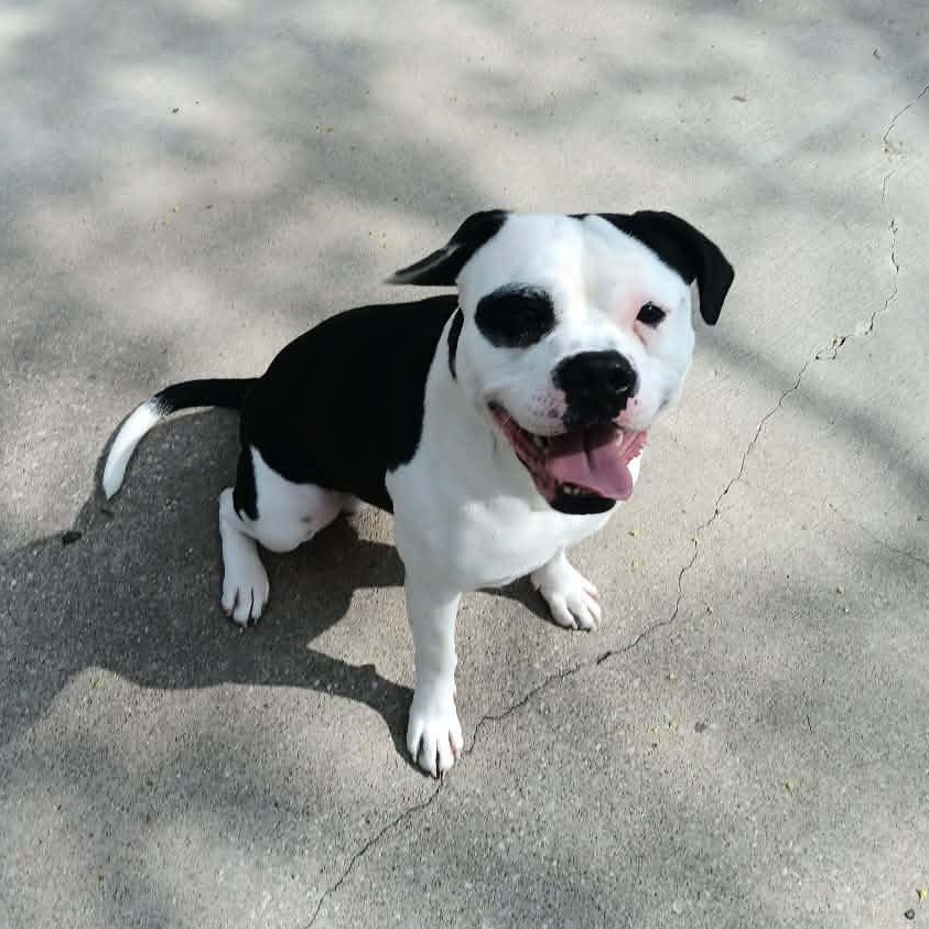 BULLY **GREAT DOG**, Adoptable, Adult Male American Bulldog.