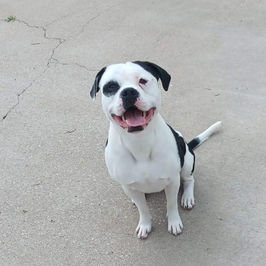 Enlarge BULLY **GREAT DOG**, a Adoptable mixed breed in Cincinnati, OH image 2/3