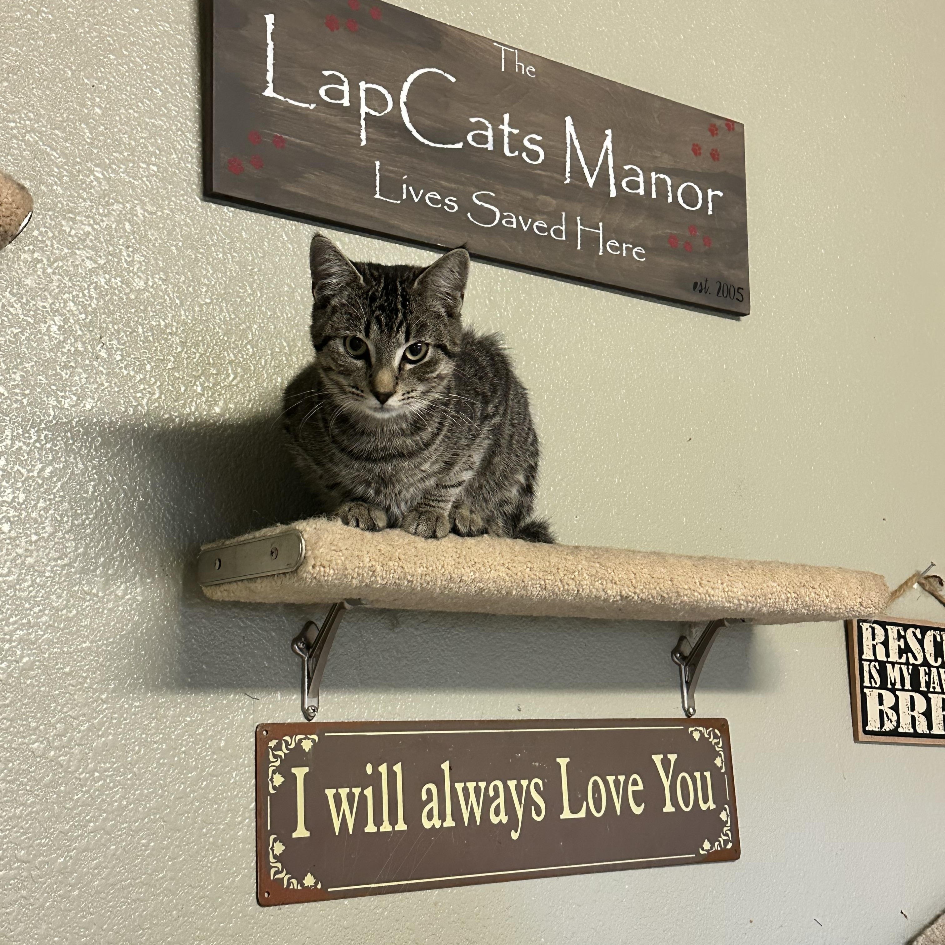 Enlarge Freddo (from the coffee litter), a Adoptable Tabby in Sacramento, CA image 6/6