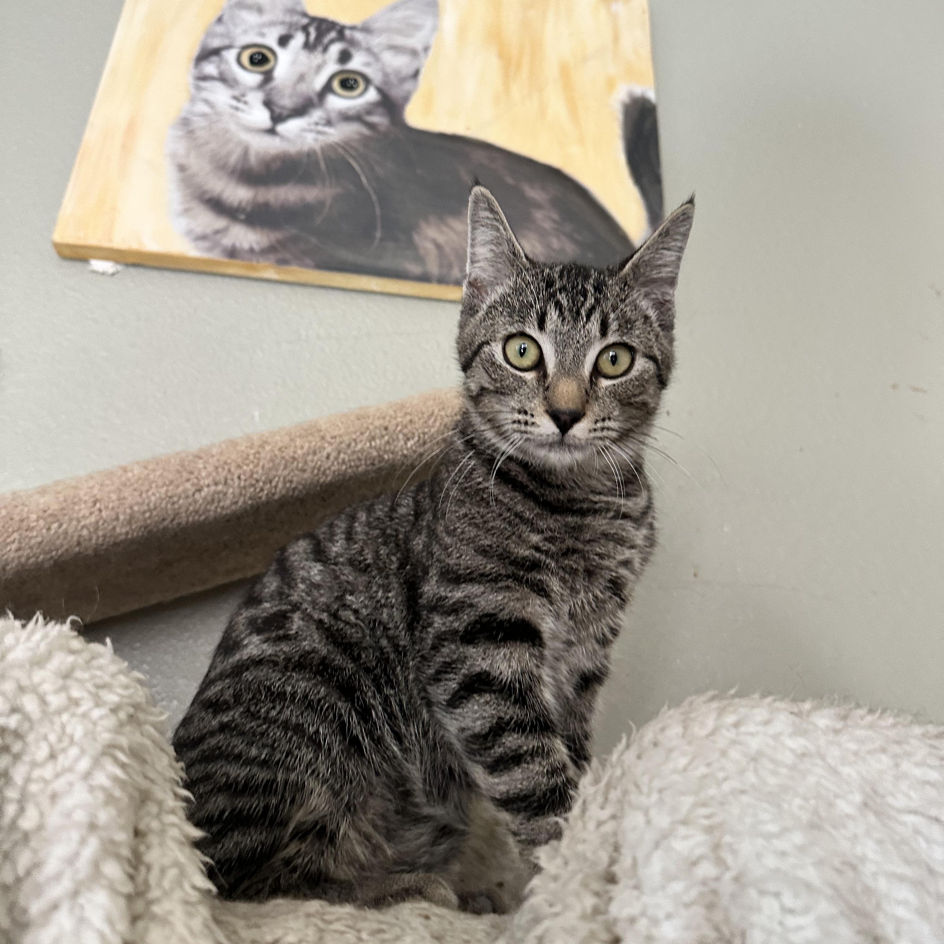 Enlarge Freddo (from the coffee litter), a Adoptable Tabby in Sacramento, CA image 1/6