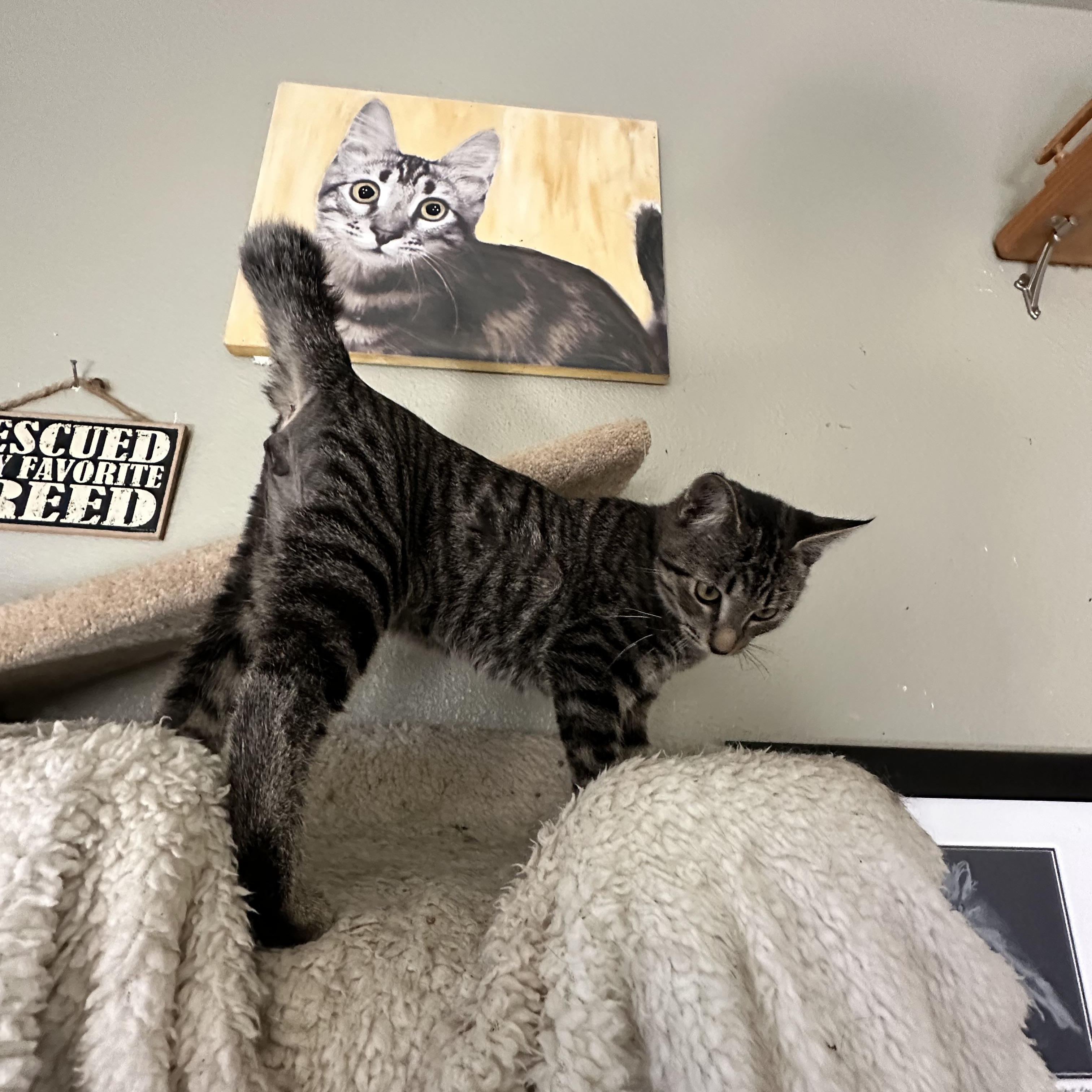 Enlarge Freddo (from the coffee litter), a Adoptable Tabby in Sacramento, CA image 2/6