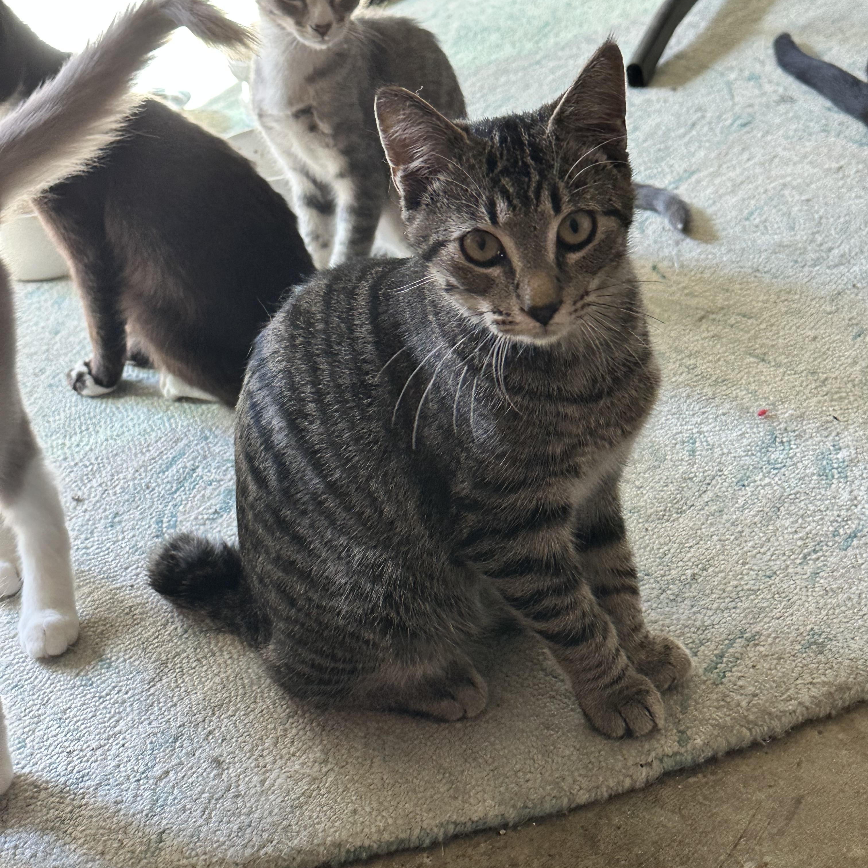 Enlarge Freddo (from the coffee litter), a Adoptable Tabby in Sacramento, CA image 3/6