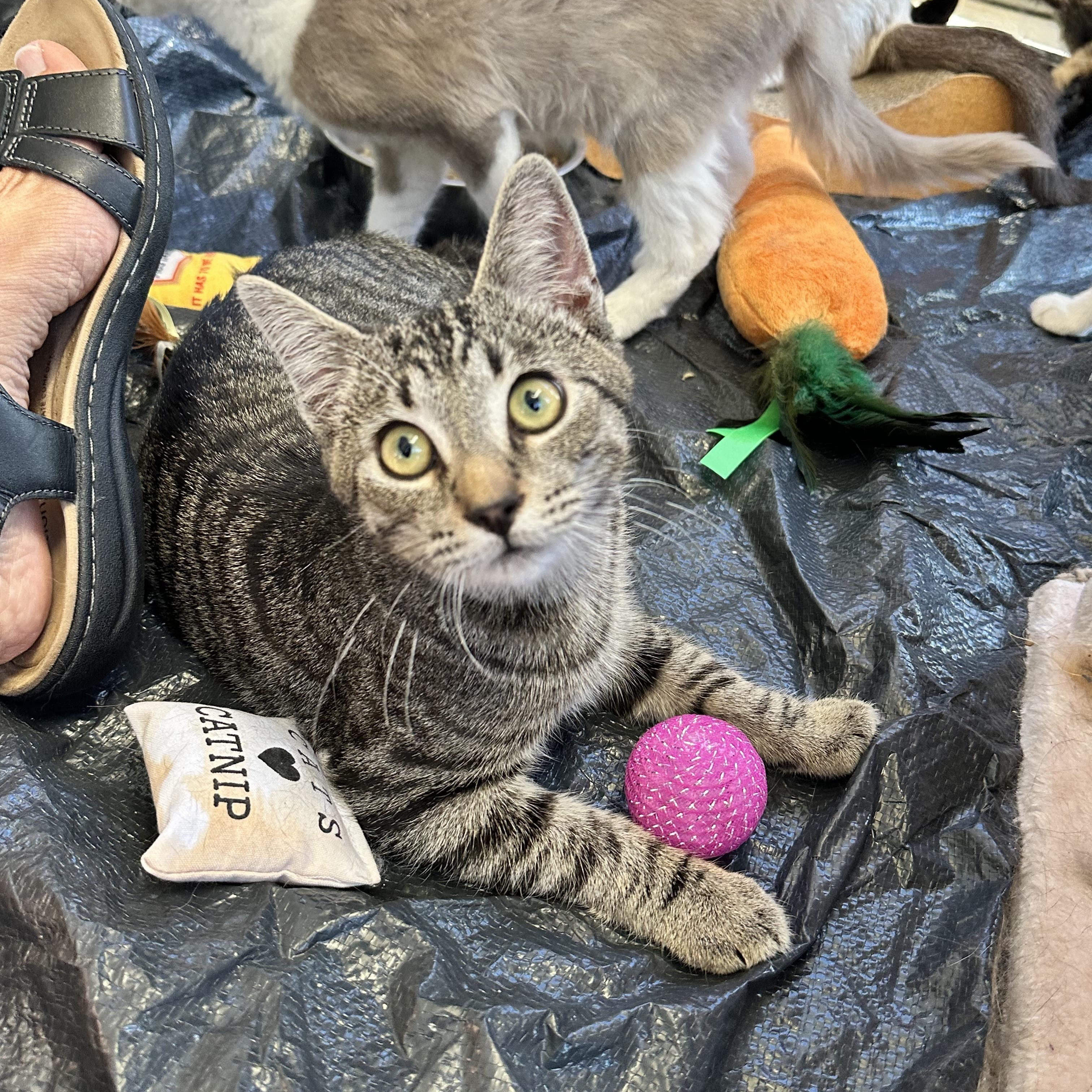 Enlarge Freddo (from the coffee litter), a Adoptable Tabby in Sacramento, CA image 4/6