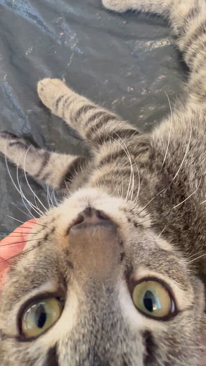 Enlarge Freddo (from the coffee litter), a Adoptable Tabby in Sacramento, CA video 5/6