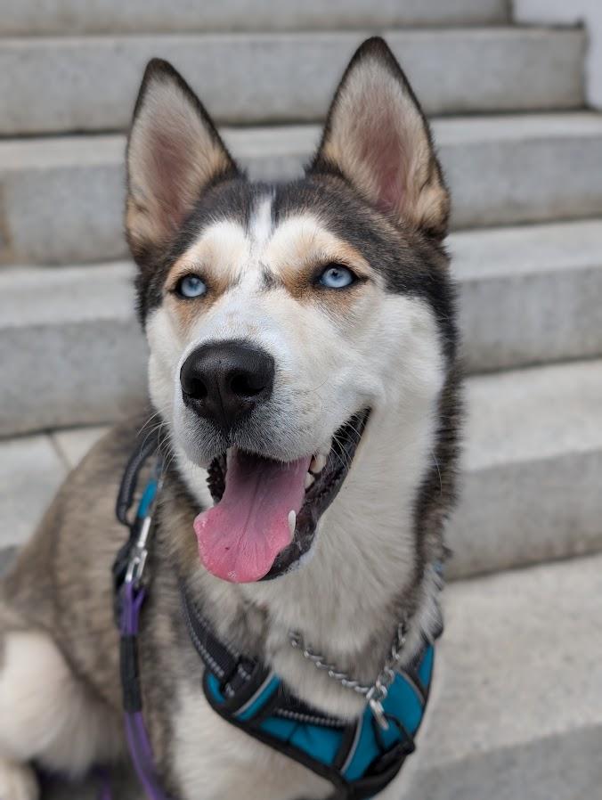 Betty, Adoptable, Adult Female Husky.