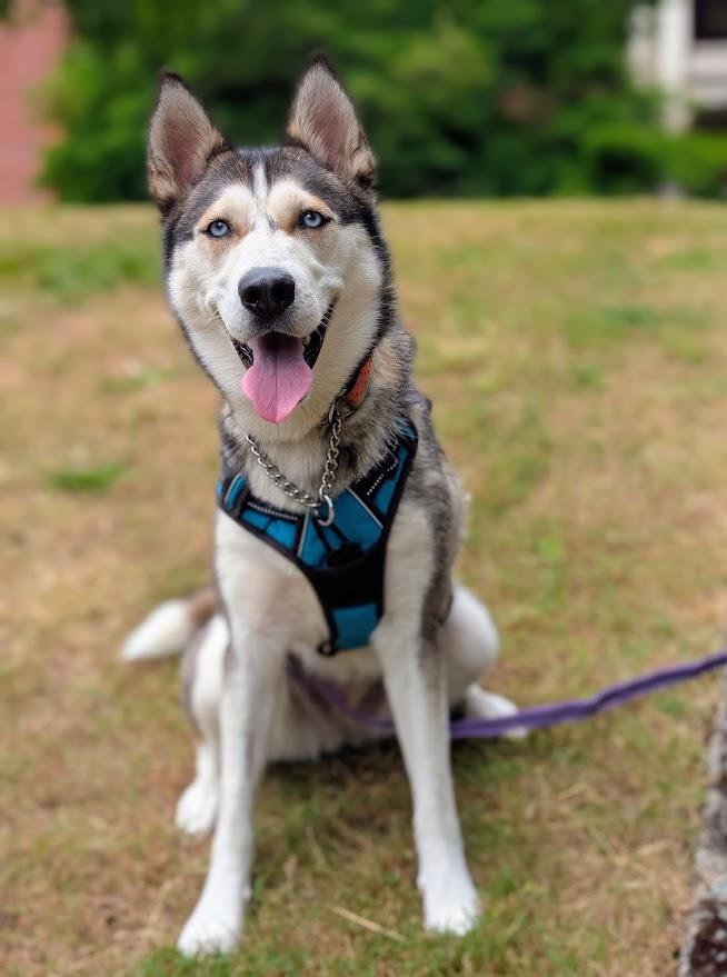 Betty, a Adoptable Husky in Coquitlam, BC image 1/3