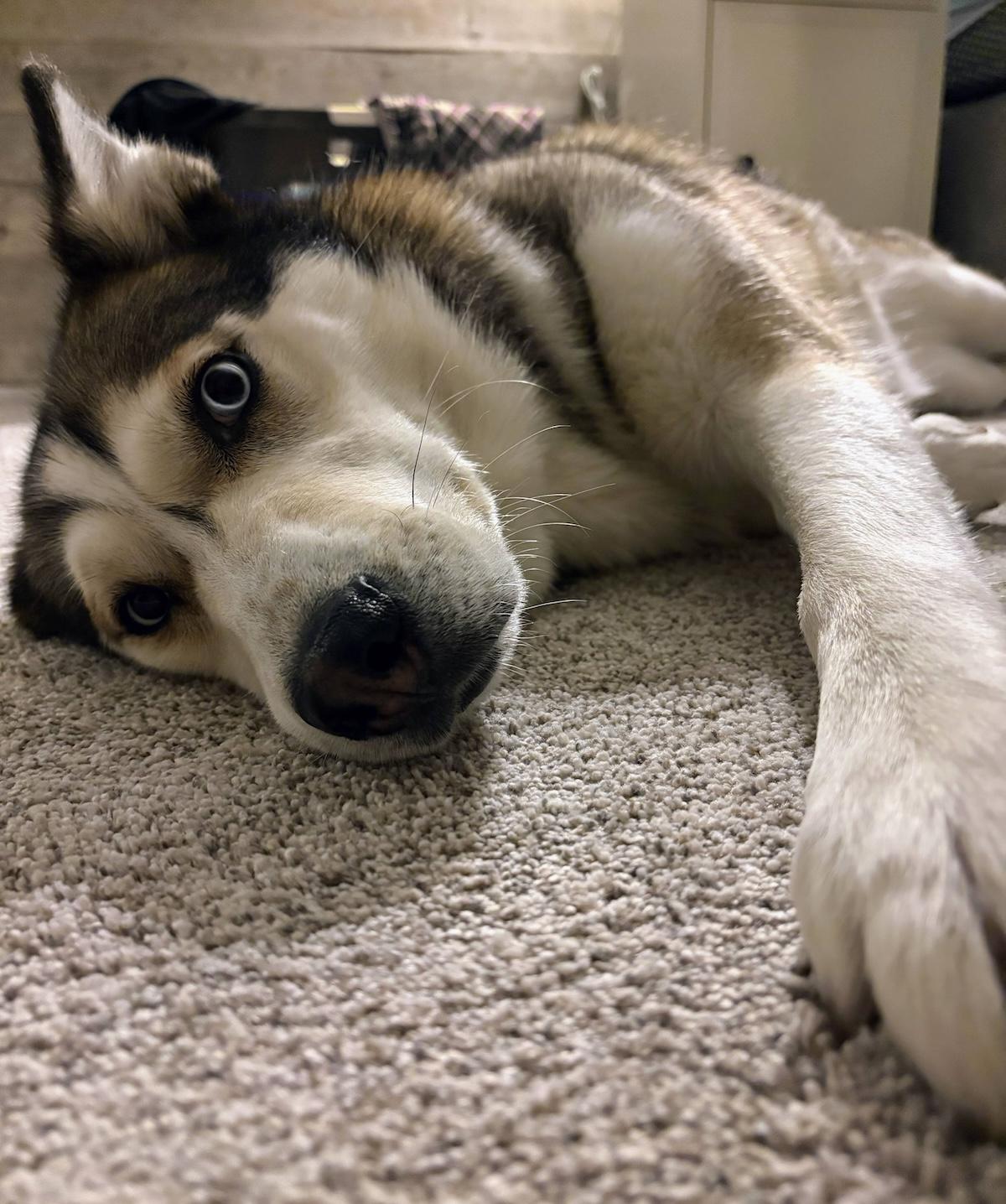 Enlarge Betty, a Adoptable Husky in Coquitlam, BC image 2/6