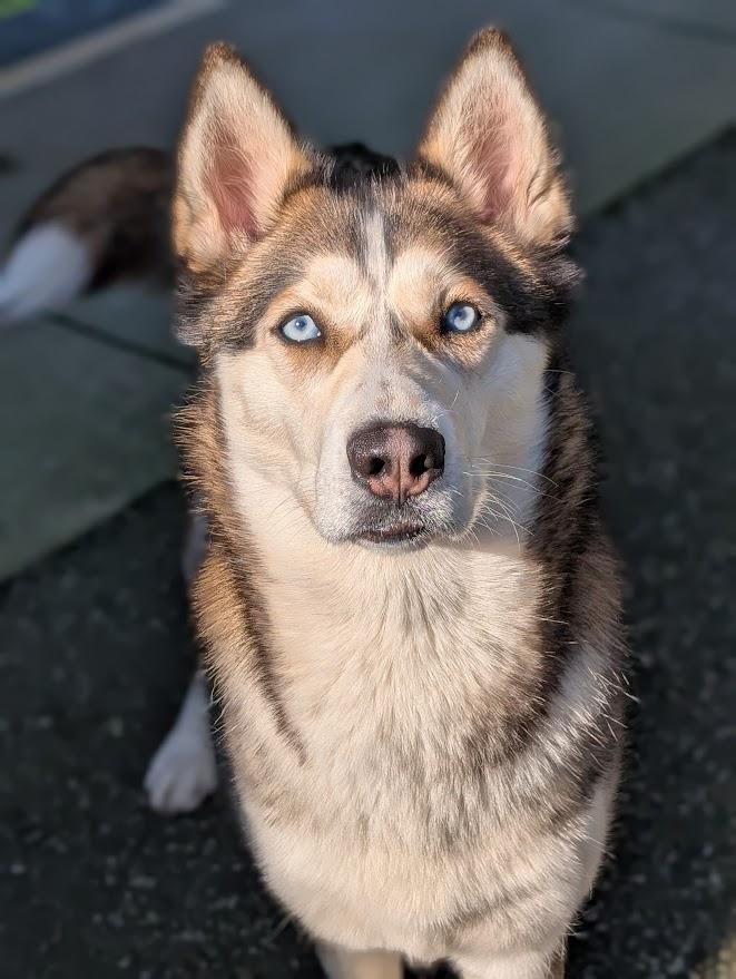 Enlarge Betty, a Adoptable Husky in Coquitlam, BC image 1/4