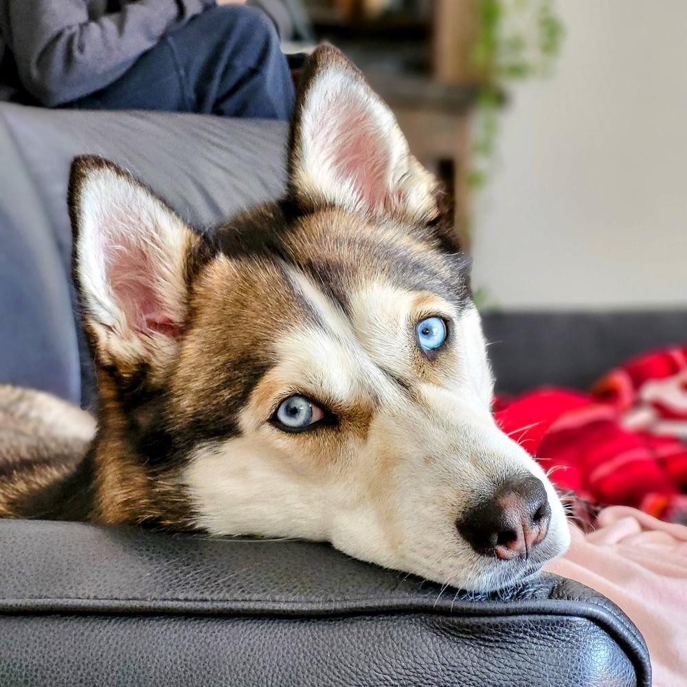 Enlarge Betty, a Adoptable Husky in Coquitlam, BC image 6/6