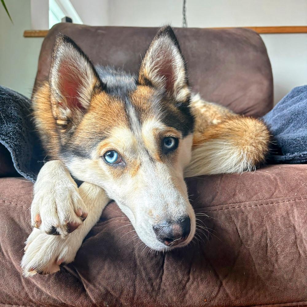 Enlarge Betty, a Adoptable Husky in Coquitlam, BC image 1/6