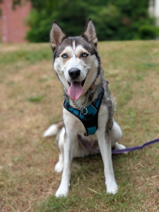 Betty, a Adoptable Husky in Coquitlam, BC image 3/3