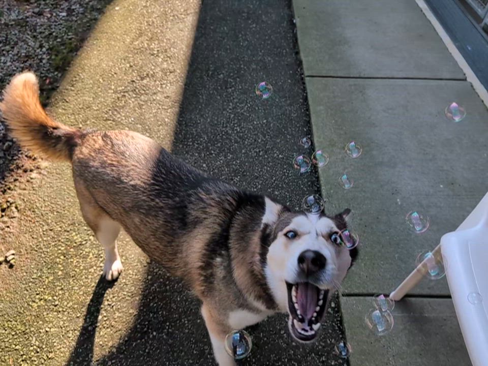Enlarge Betty, a Adoptable Husky in Coquitlam, BC video 4/4