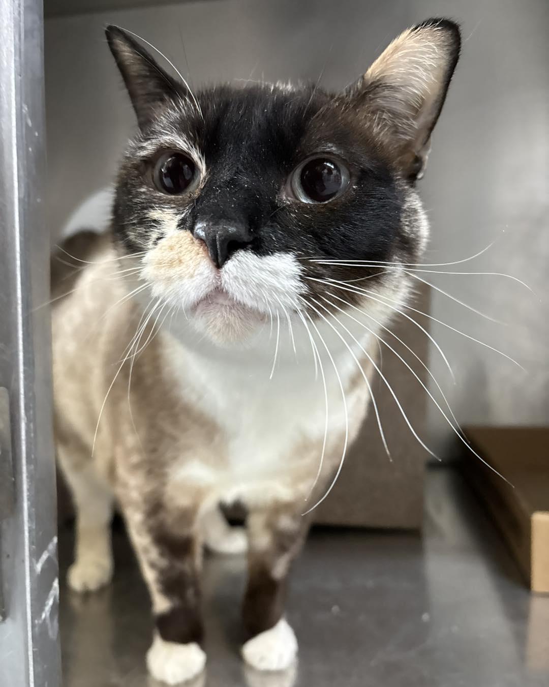 Freckles, adopted, Adult Female Domestic Short Hair.