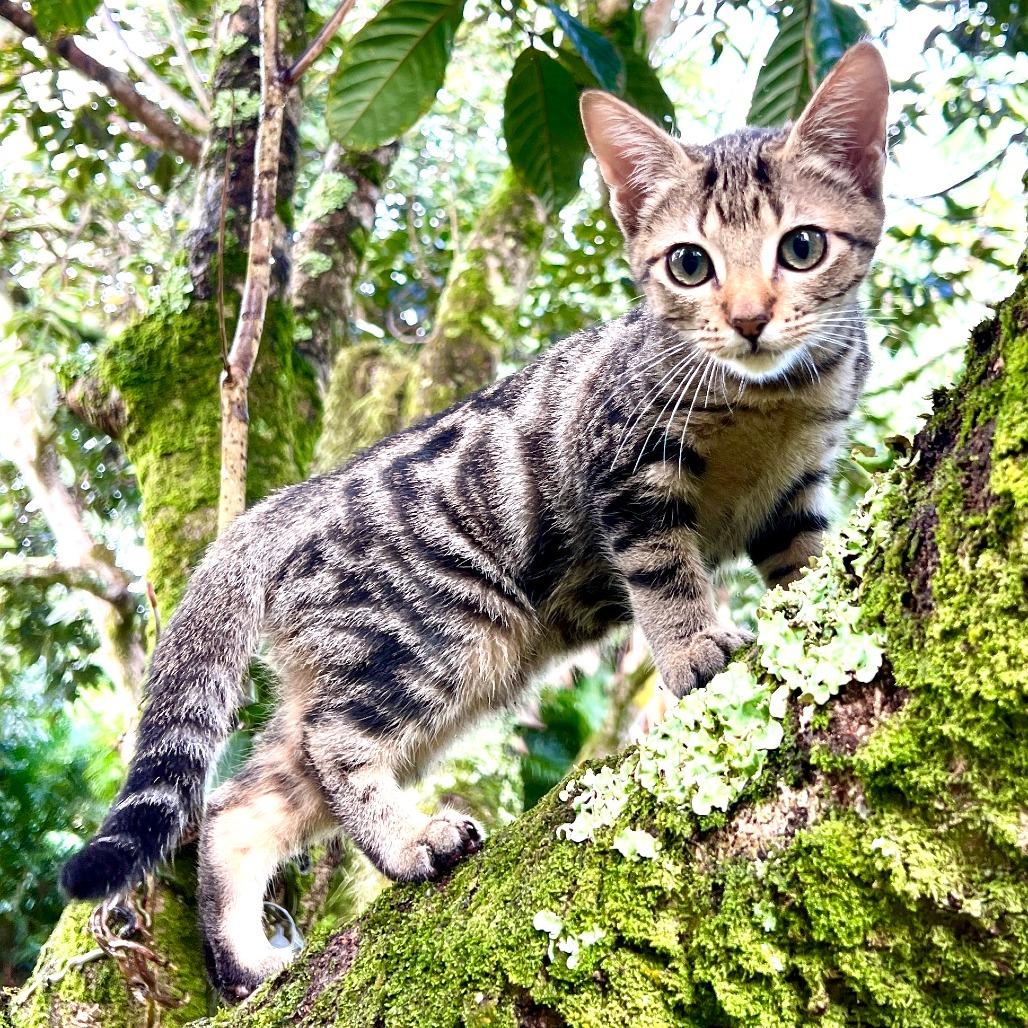 Hana, Adoptable, Kitten Female Domestic Short Hair.