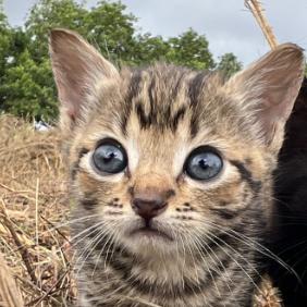 Enlarge Hana, a Adoptable Domestic Short Hair in Kilauea, HI image 1/1