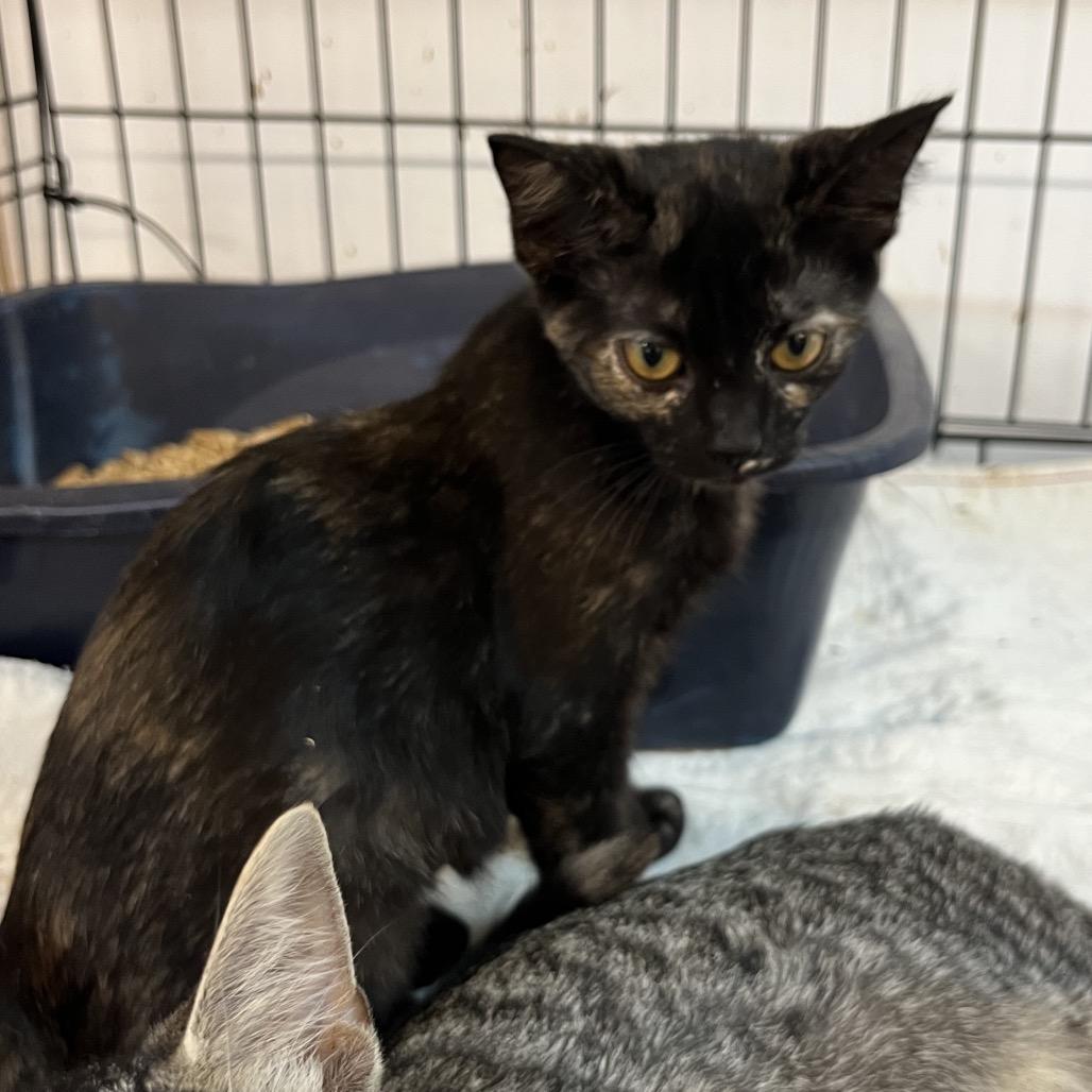 Enlarge Spice, a Adoptable Domestic Short Hair in Wappingers Falls, NY image 1/1