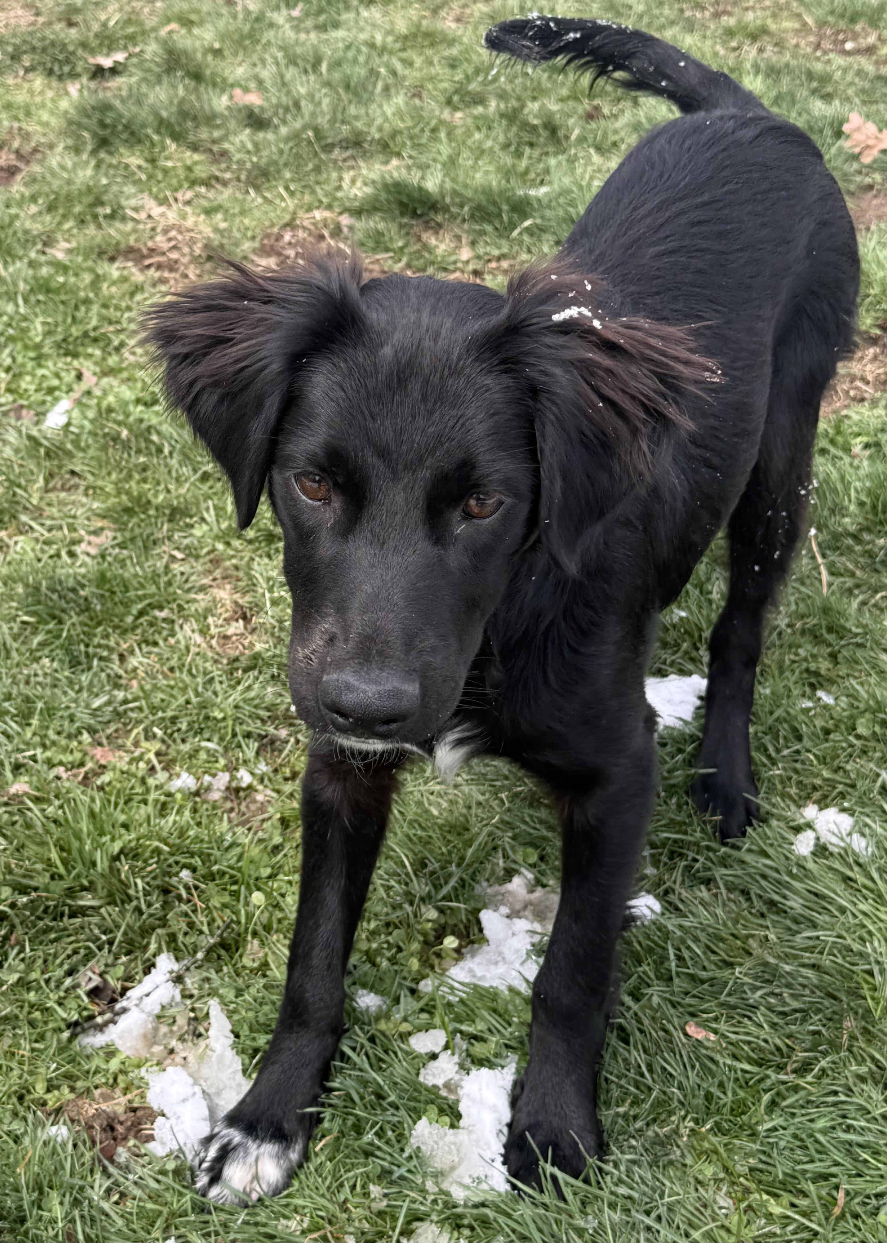 Enlarge Taco, a ADOPTABLE mixed breed in Clinton, PA image 4/6