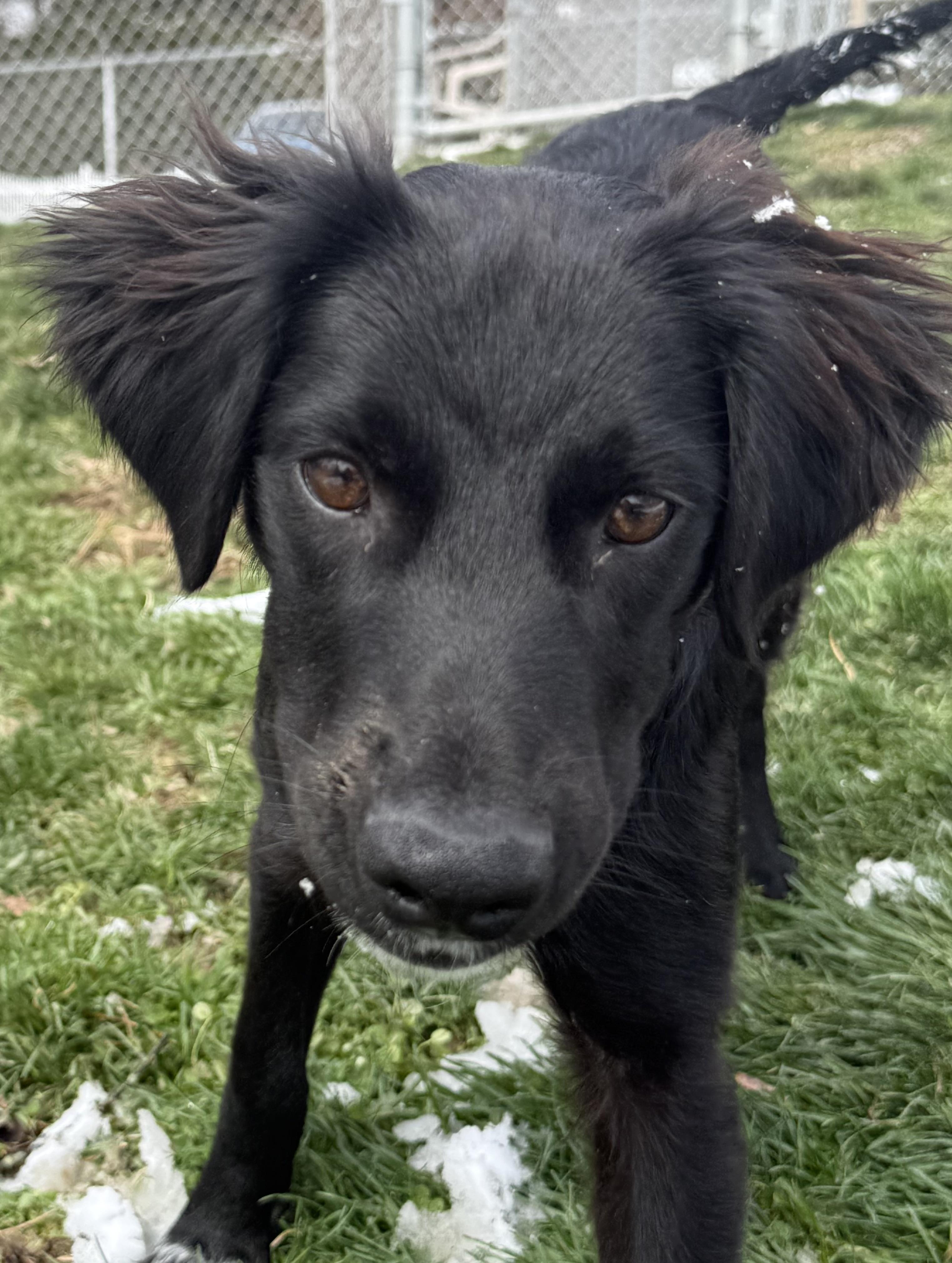 Enlarge Taco, a ADOPTABLE mixed breed in Clinton, PA image 2/6