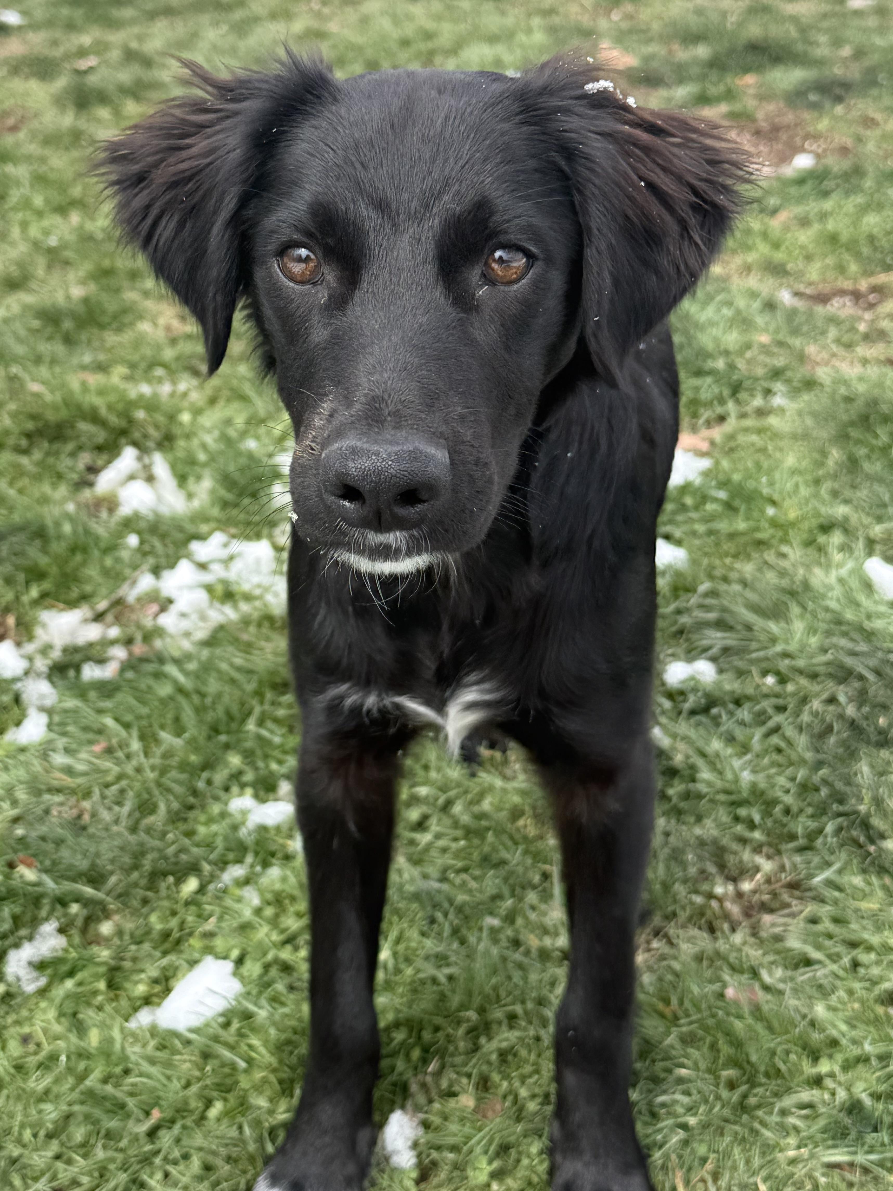 Enlarge Taco, a ADOPTABLE mixed breed in Clinton, PA image 6/6