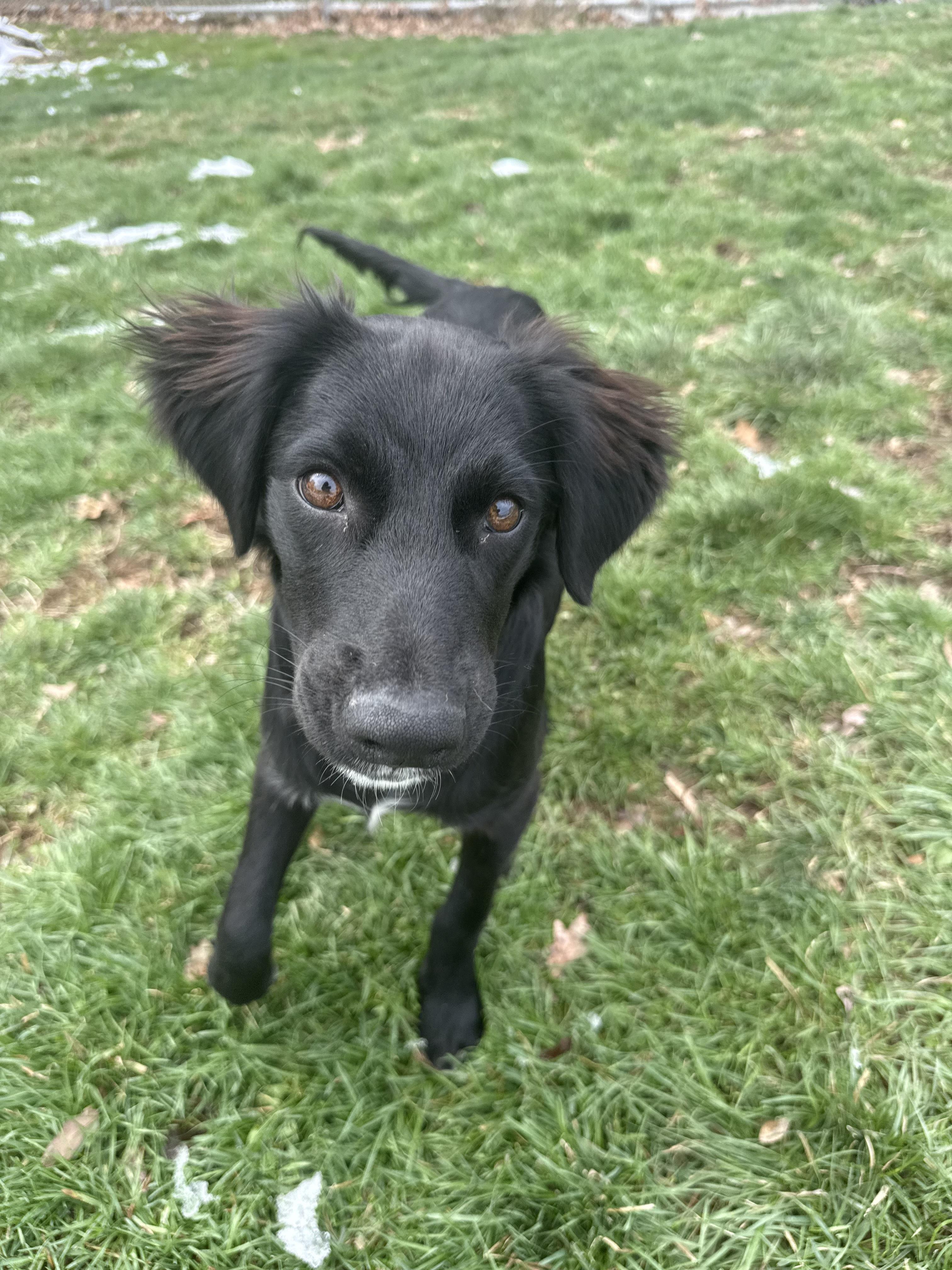 Enlarge Taco, a ADOPTABLE mixed breed in Clinton, PA image 3/6