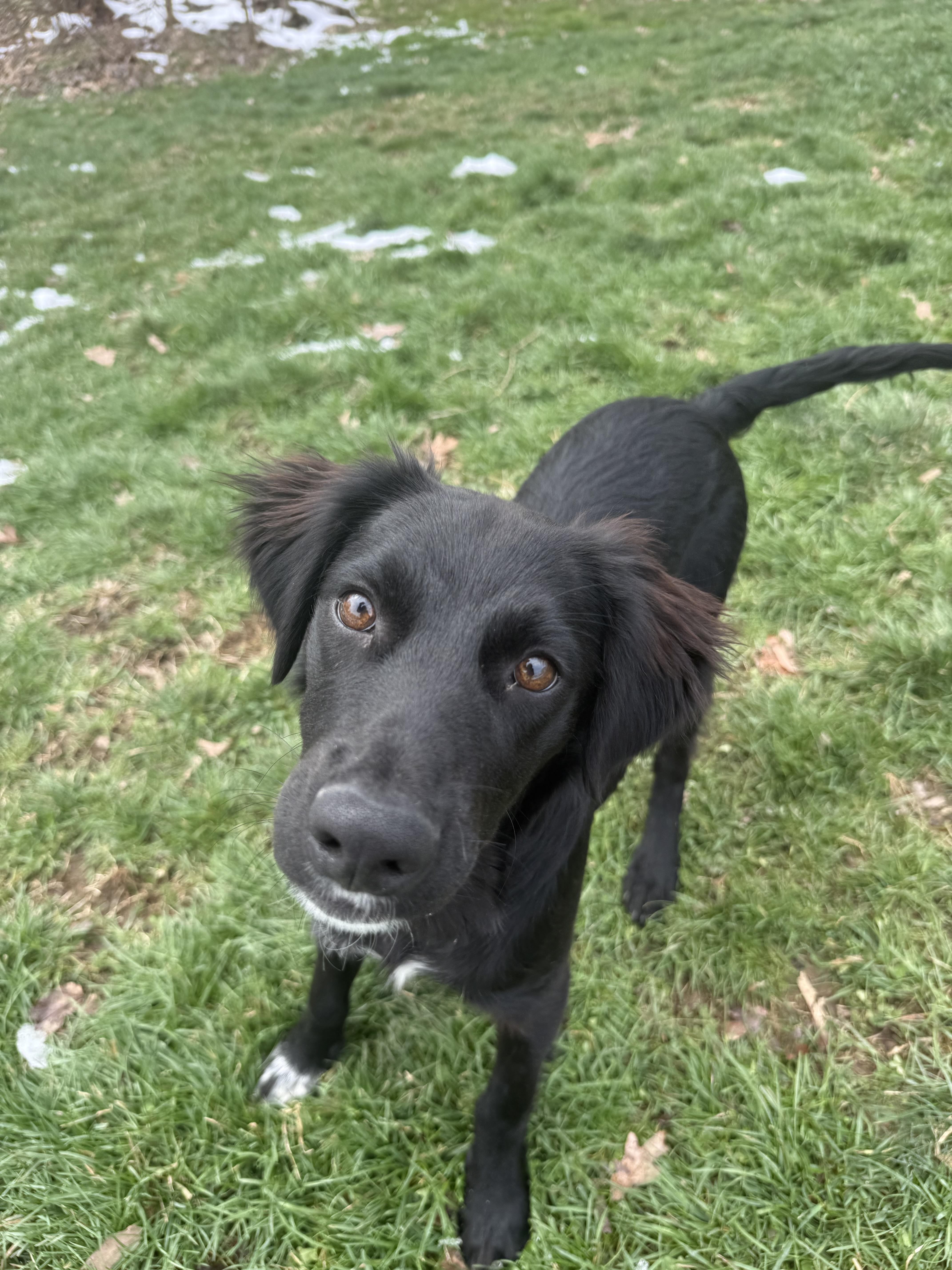 Enlarge Taco, a ADOPTABLE mixed breed in Clinton, PA image 5/6