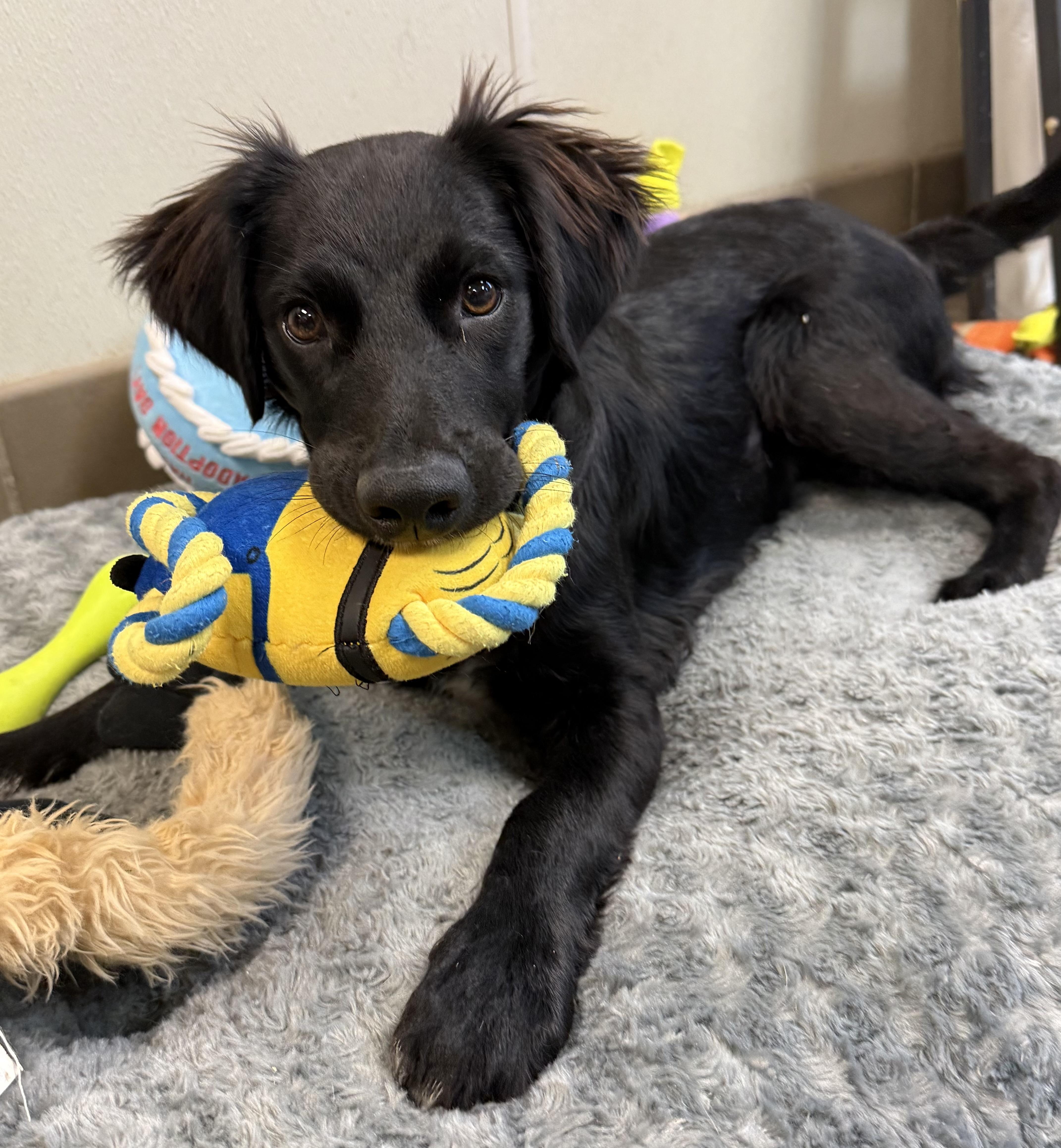 Enlarge Taco, a ADOPTABLE mixed breed in Clinton, PA image 1/6