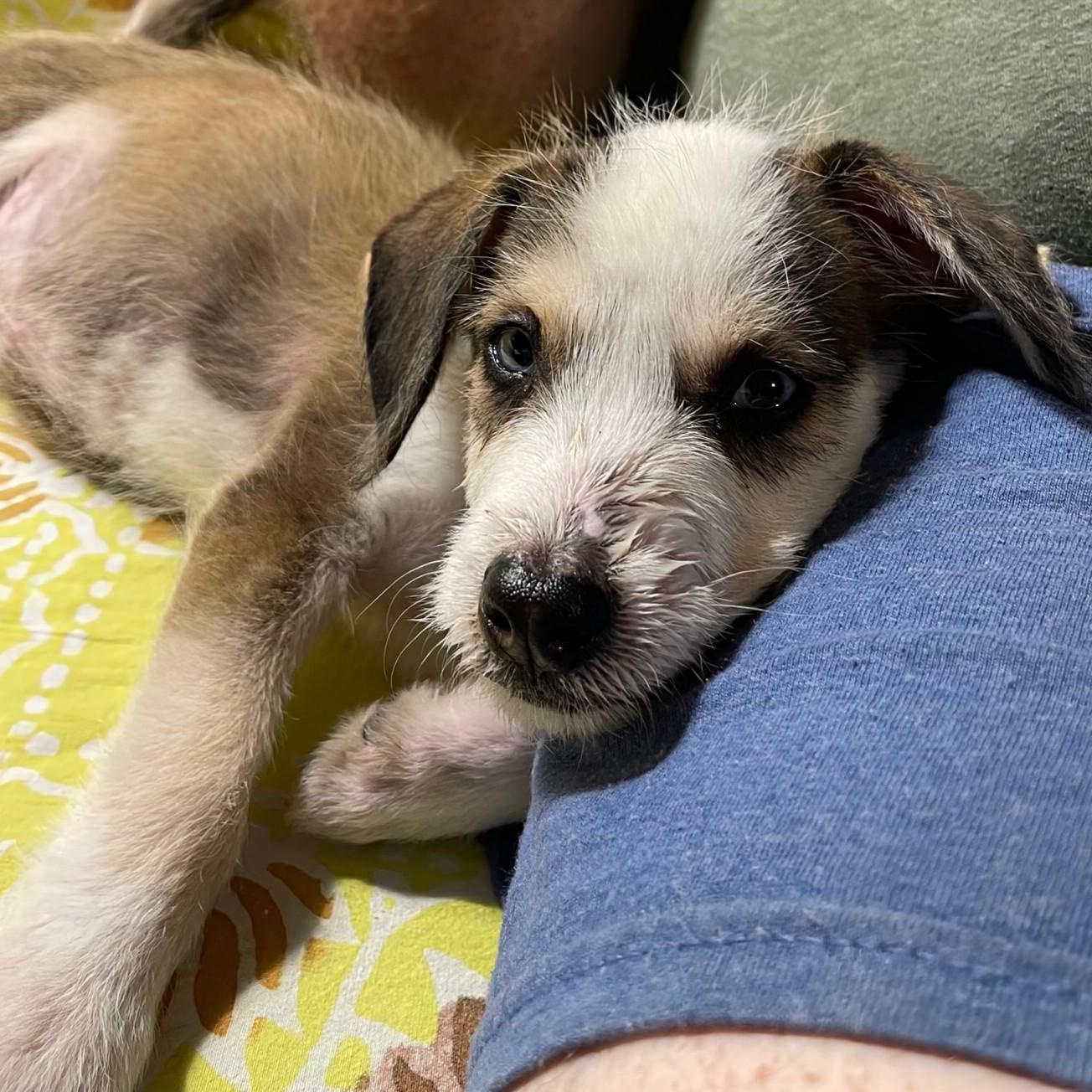 Enlarge  Linus-MR. BLUE EYES!!, an adoptable mixed breed in Albany, NY image 1/5