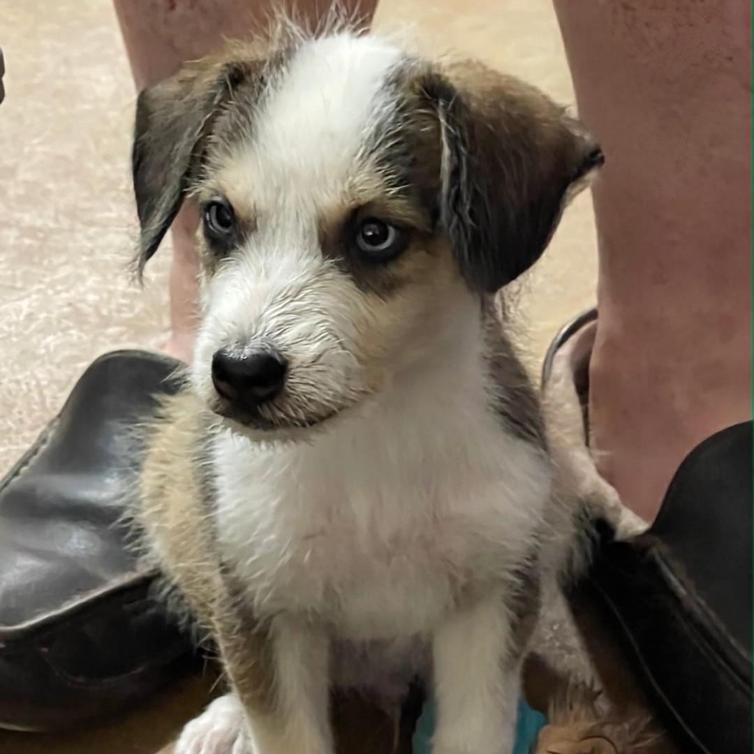 Enlarge  Linus-MR. BLUE EYES!!, an adoptable mixed breed in Albany, NY image 2/5