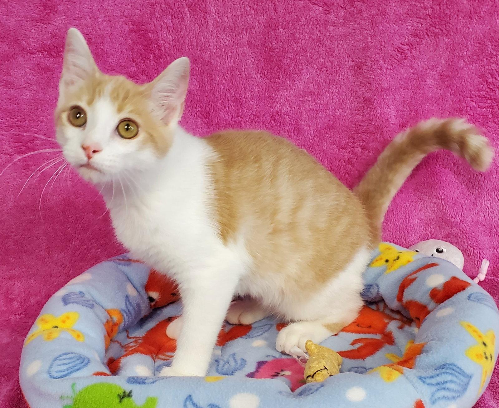 Pez, Adopted, Kitten Male Domestic Short Hair.