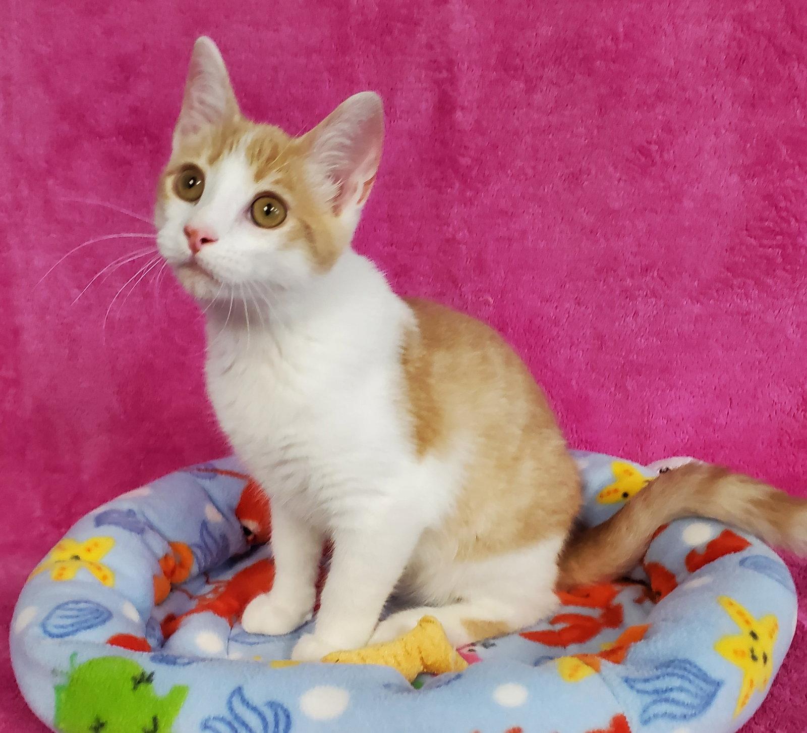 Pez, a Adopted Domestic Short Hair in Greenville, IL image 2/2