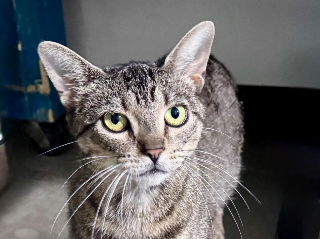 Enlarge Tetra, a Adoptable mixed breed in Powell, OH image 1/1