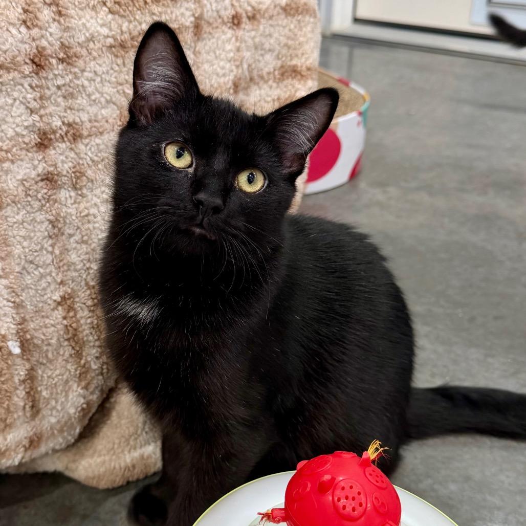 Totter, Adoptable, Young Male Domestic Short Hair.