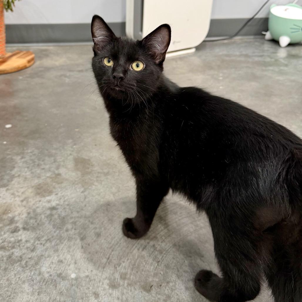 Enlarge Totter, a Adoptable Domestic Short Hair in Fairmont, WV image 2/3