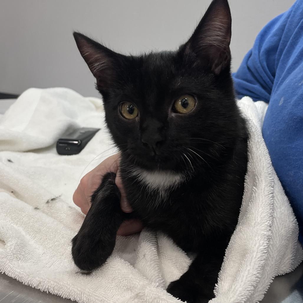 Enlarge Totter, a Adoptable Domestic Short Hair in Fairmont, WV image 3/3