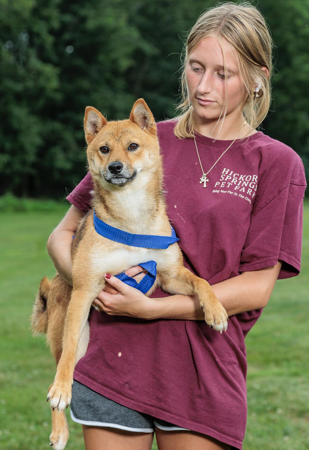 Rick, Adoptable, Young Male Shiba Inu.