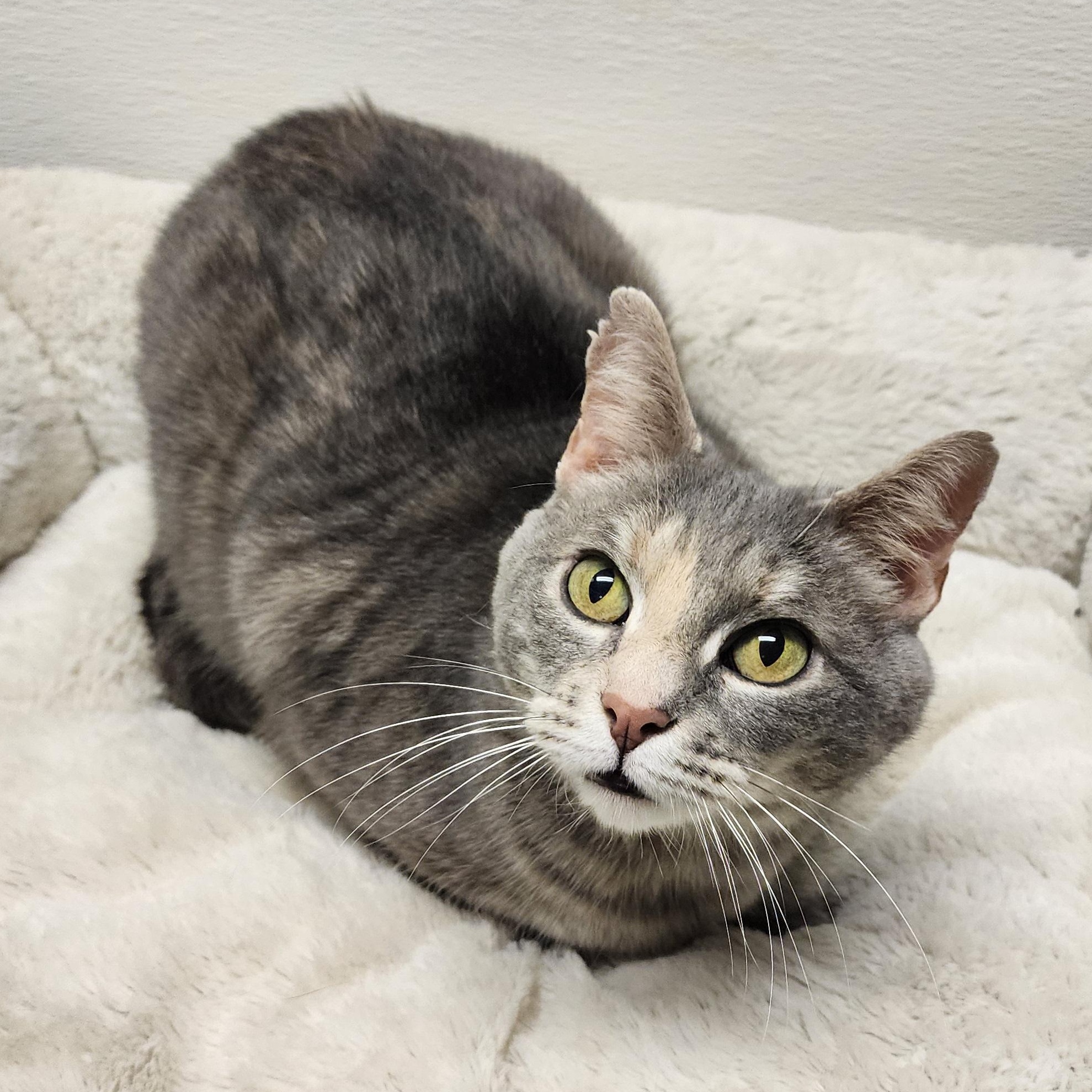 Enlarge Rhubarb, a Adoptable mixed breed in Greensboro, NC image 2/5