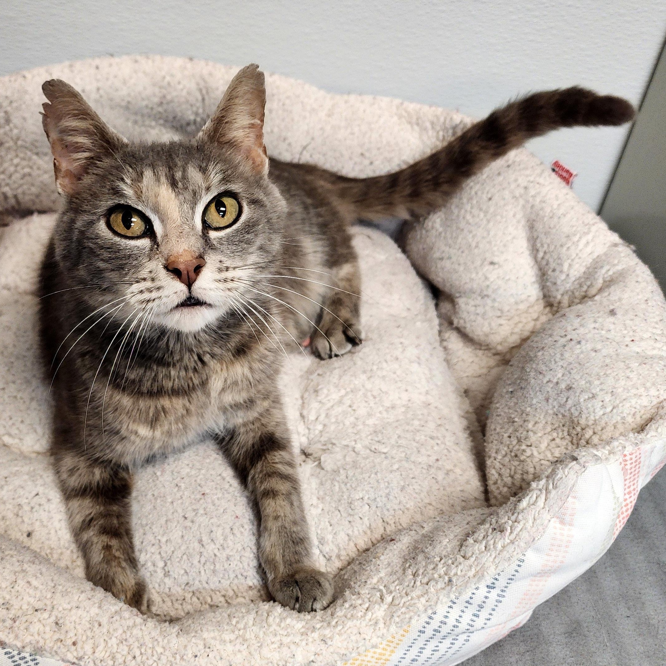 Enlarge Rhubarb, a Adoptable mixed breed in Greensboro, NC image 1/1