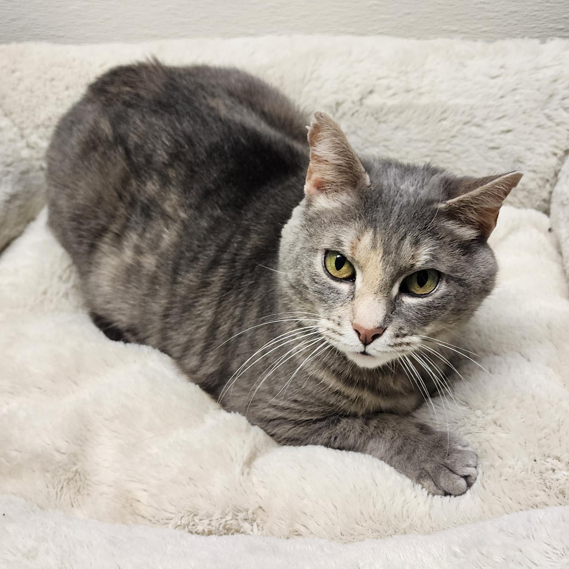 Enlarge Rhubarb, a Adoptable mixed breed in Greensboro, NC image 5/5