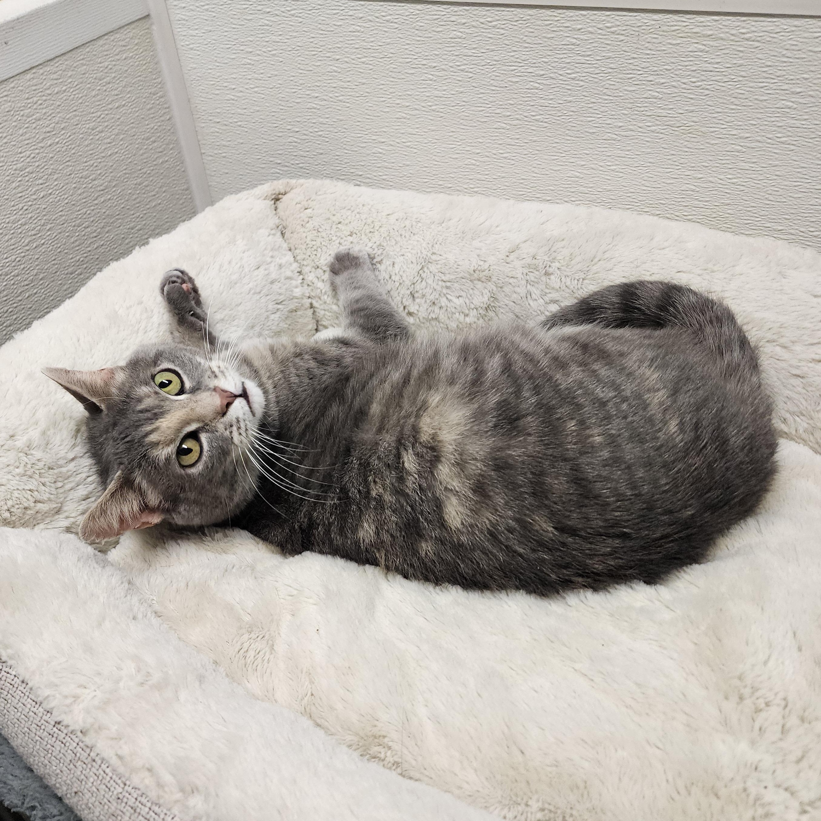 Enlarge Rhubarb, a Adoptable mixed breed in Greensboro, NC image 3/5