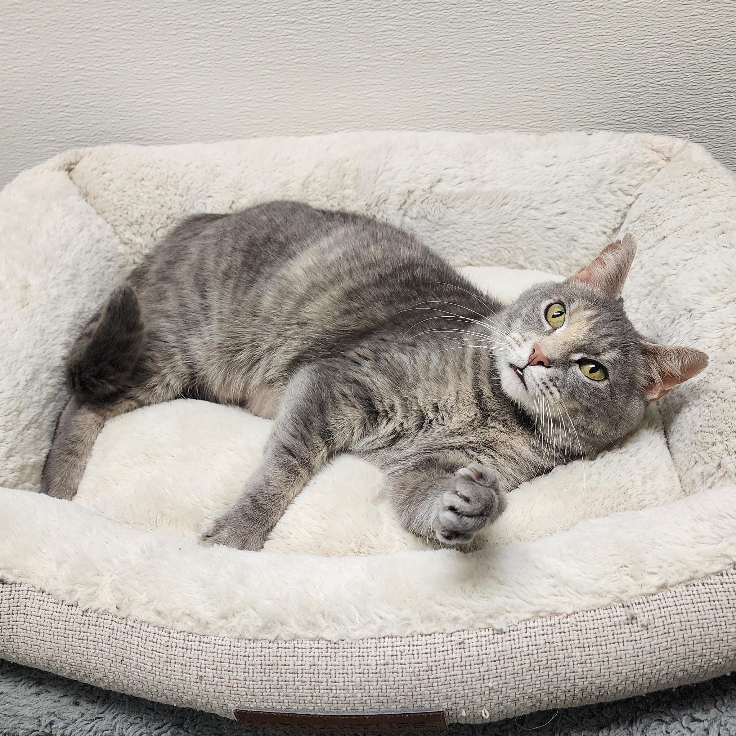 Enlarge Rhubarb, a Adoptable mixed breed in Greensboro, NC image 4/5