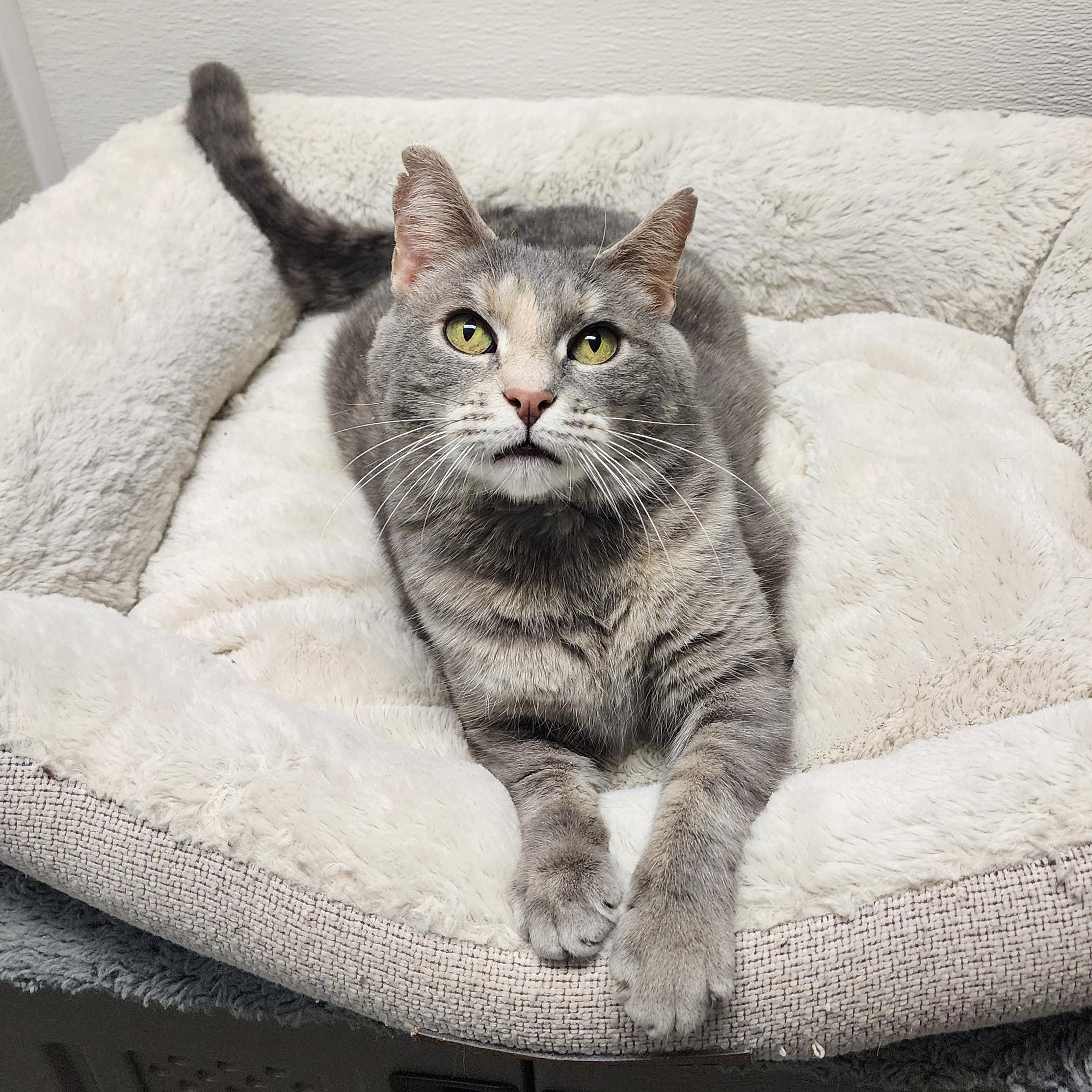 Rhubarb, Adoptable, Adult Female Dilute Tortoiseshell & Domestic Short Hair.