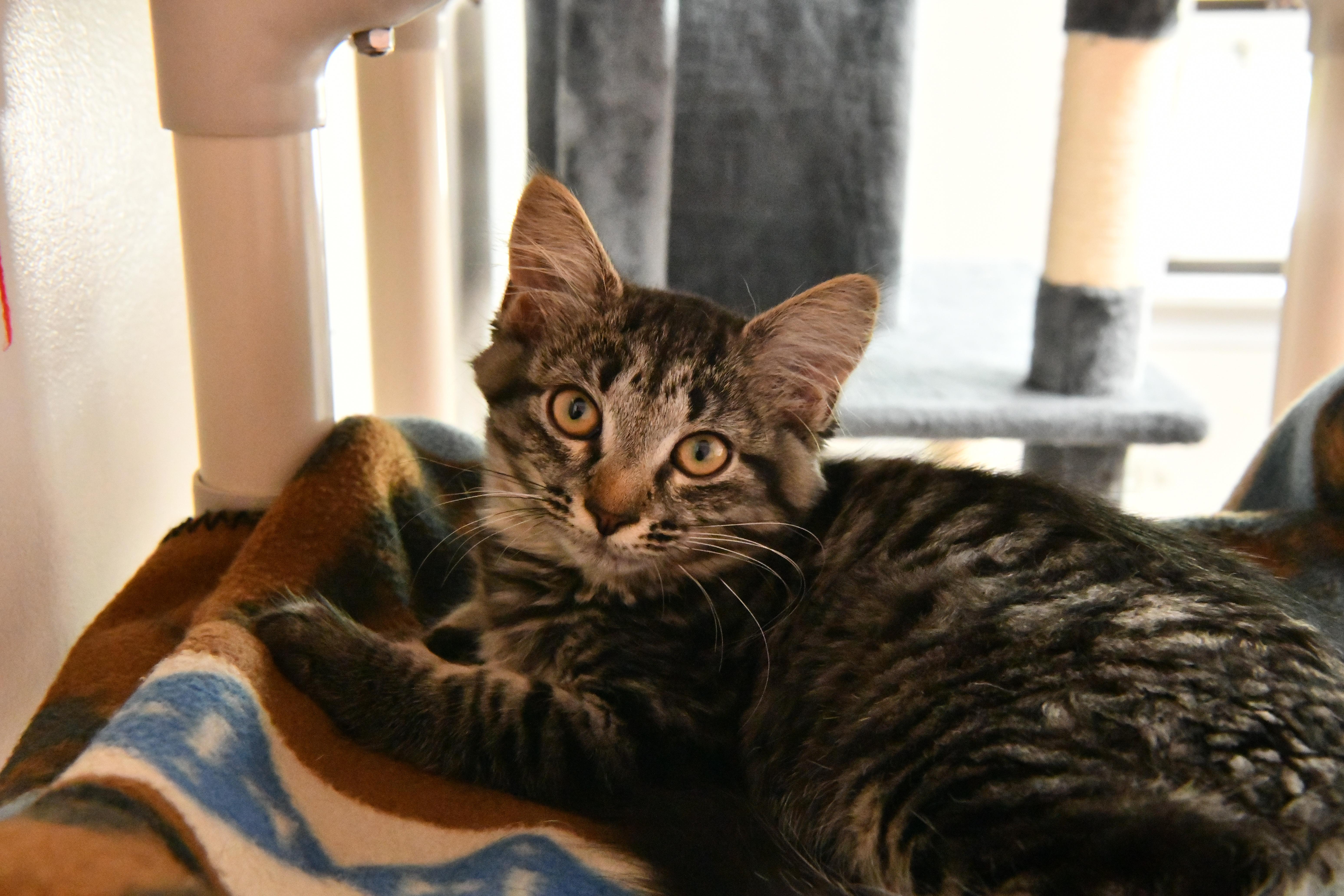 Mini Wheat, adopted, Young Female Domestic Medium Hair.