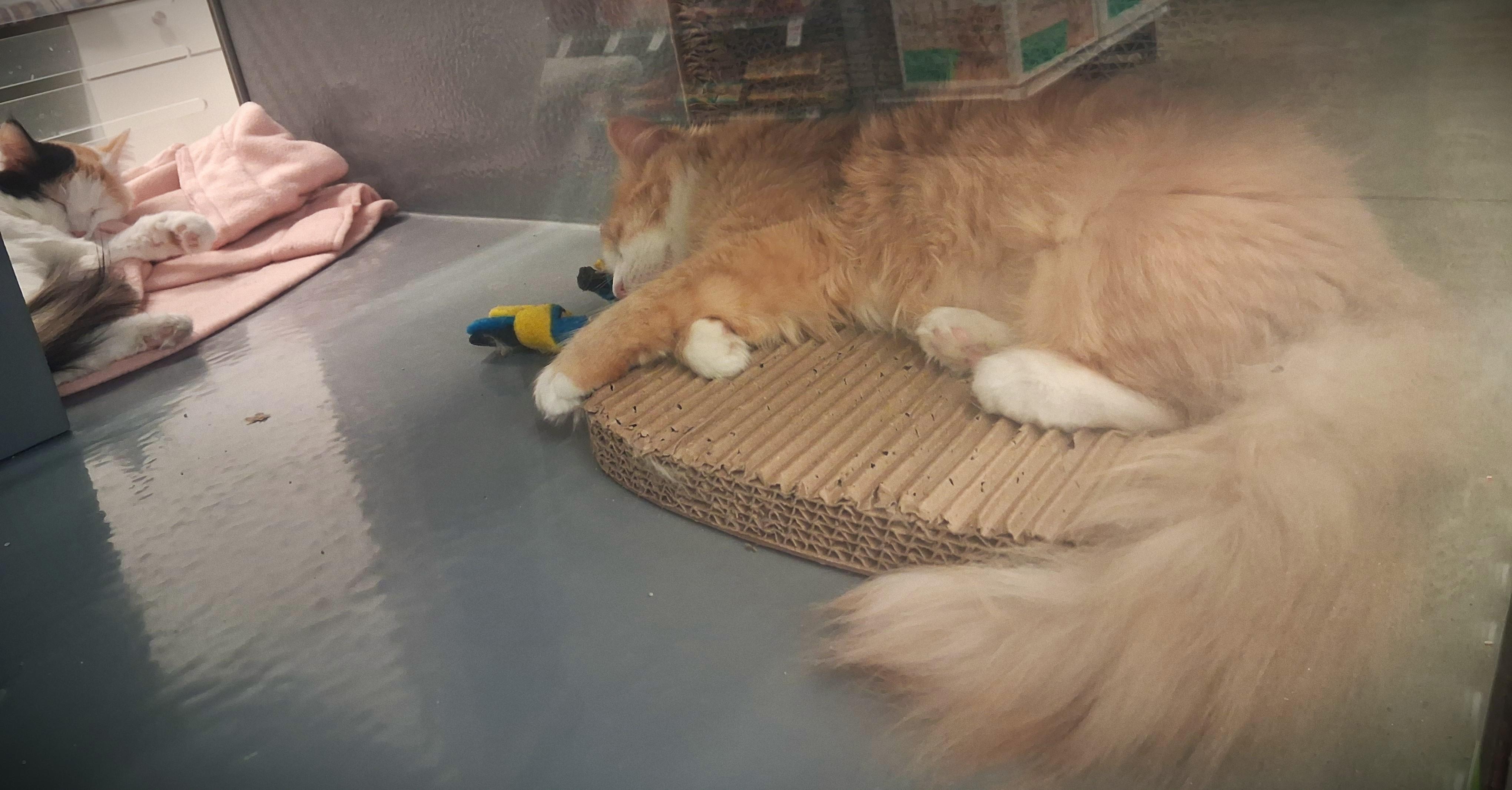 Enlarge Kalli @ Petsmart Mankato, a ADOPTABLE Domestic Medium Hair in Mankato, MN image 3/3