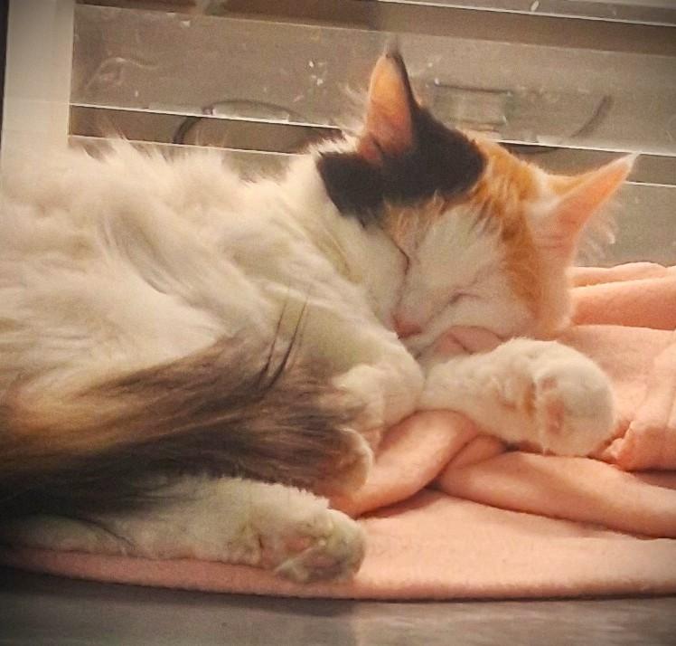 Kalli @ Petsmart Mankato, ADOPTABLE, Kitten Female Domestic Medium Hair.